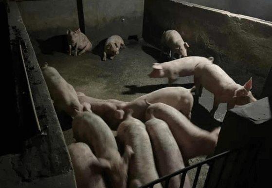 一个多月内，养猪场丢了100多头生猪！老板：一直没细数……
