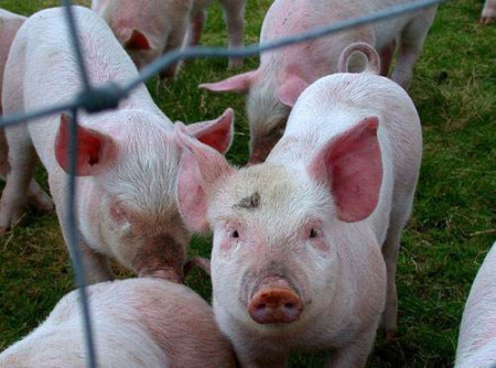 9月15日全国内三元生猪价格行情，猪市“萎靡”，短期“回涨”的可能不大！