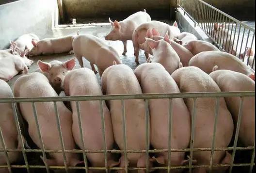 广西：环保政策改革为养猪业“松绑”，柳州禁养区缩减3053.81平方公里