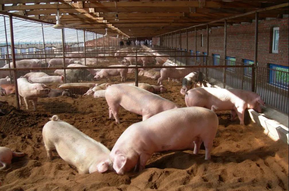 波兰暴发非洲猪瘟，超百头病猪被屠杀！