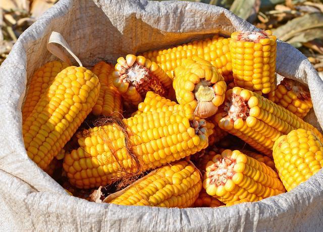 9月16日饲料原料：玉米行情压制“解封”，豆粕涨的“不亦乐乎”？