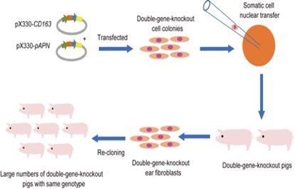 双基因编辑猪的制备流程