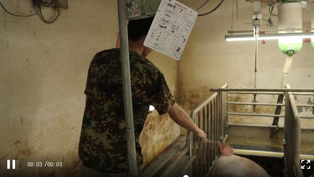 　猪场员工用手持读卡器读取电子耳标