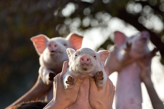 9月18日全国10公斤仔猪价格表，仔猪均价有所回落，局部猪价仍高位！