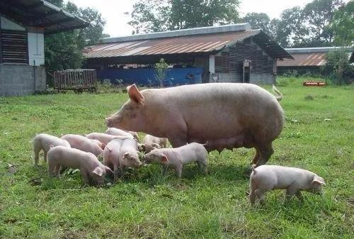 生猪繁育管理：生产上如何提高受精卵的着床率？