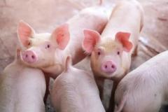 非洲猪瘟时代，猪场托管与协管那种方式更适合非洲猪瘟防控？