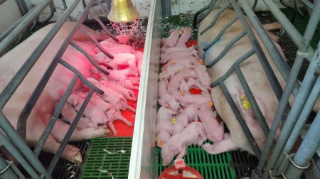 9月19日全国15公斤仔猪价格表，仔猪价格保持小幅回落！
