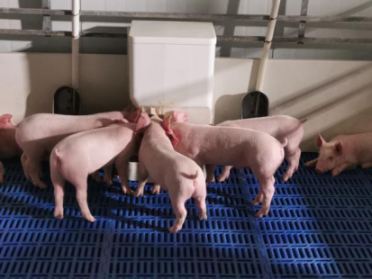 “所以更妙”液体人造猪奶：深圳市菲赛迪生物科技有限公司助仔猪健康生长