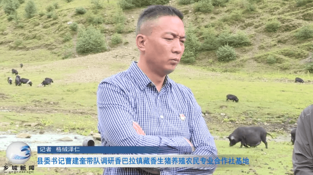 县委书记曹建奎带队调研香巴拉镇藏香生猪养殖农民专业合作社基地 