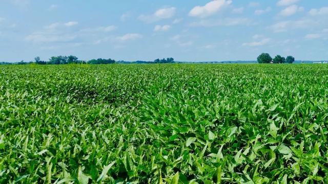 玉米价格快速上涨，部分产区和大豆“争地”，粮食安全面临新问题