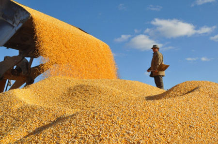 9月21日全国玉米价格行情，开称玉米猛涨，后市继续看涨？