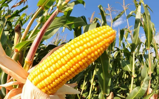 新季玉米高开已成定局 市场一致方向看涨