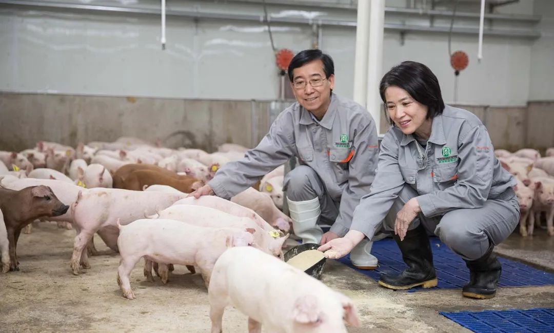 后来者居上的家育种猪缘何成为行业黑马？