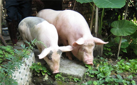 “猪芯片”争议背后，养猪业亟待鲶鱼效应