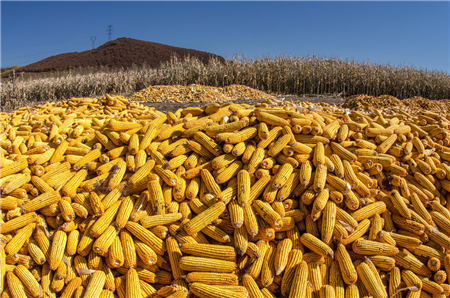 9月23日饲料原料：玉米豆粕价格一路上飙，养殖利润再受挤压