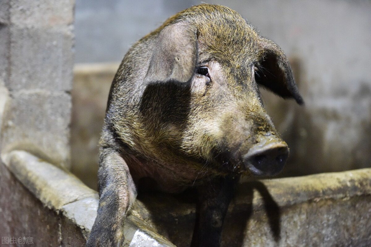 江西南城县农业农村局扎实落实恢复生猪生产工作