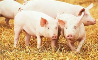 陕西：生猪生产恢复情况良好 生猪规模化养殖后劲十足