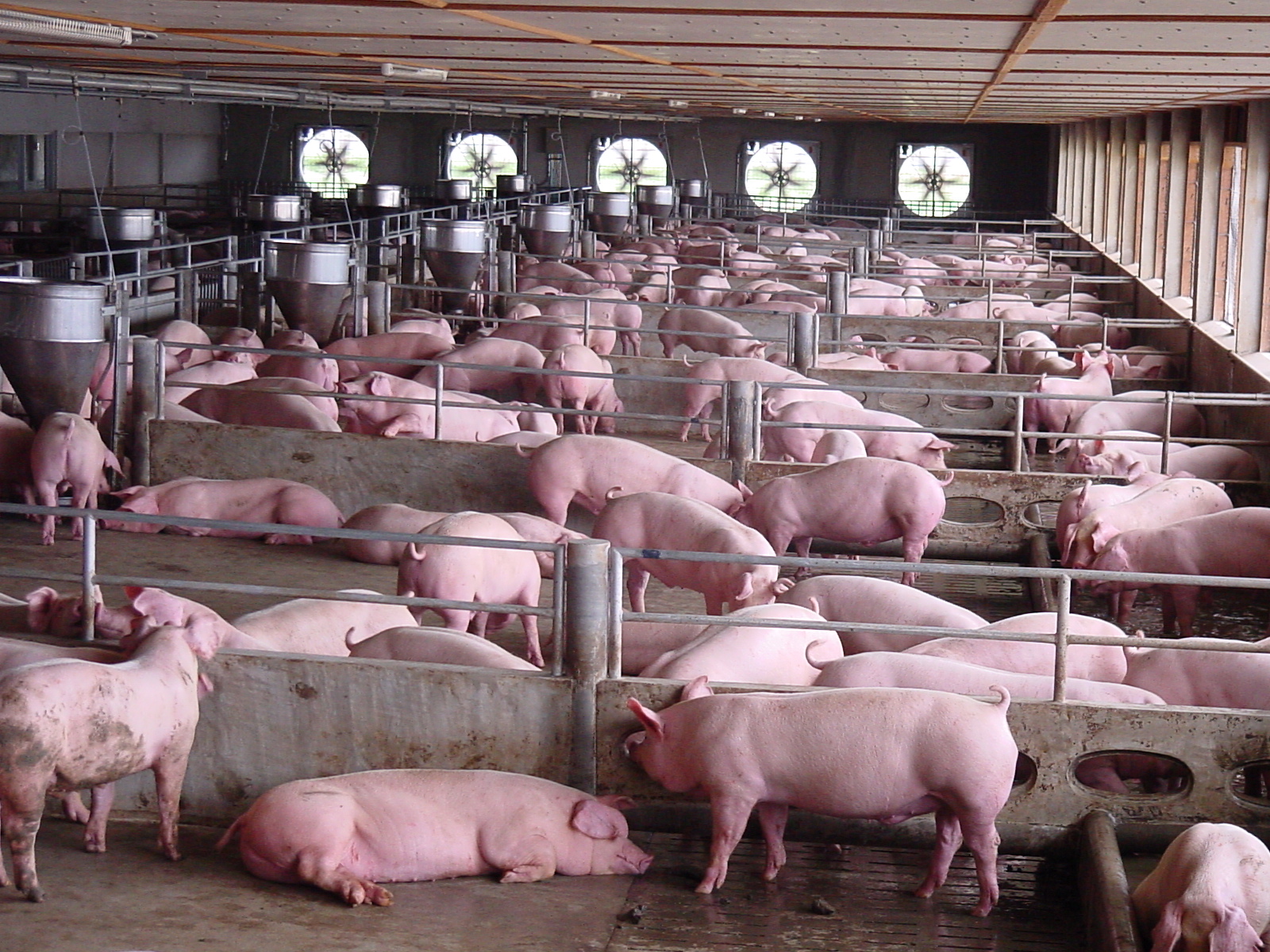 新希望已建成和储备7000万头生猪产能，牧原、正邦等再砸400亿加码养猪！