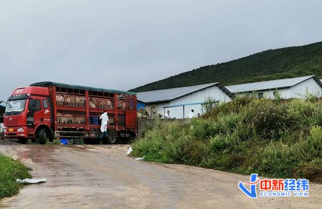 四川凉山特口甲谷村新希望生猪养殖基地