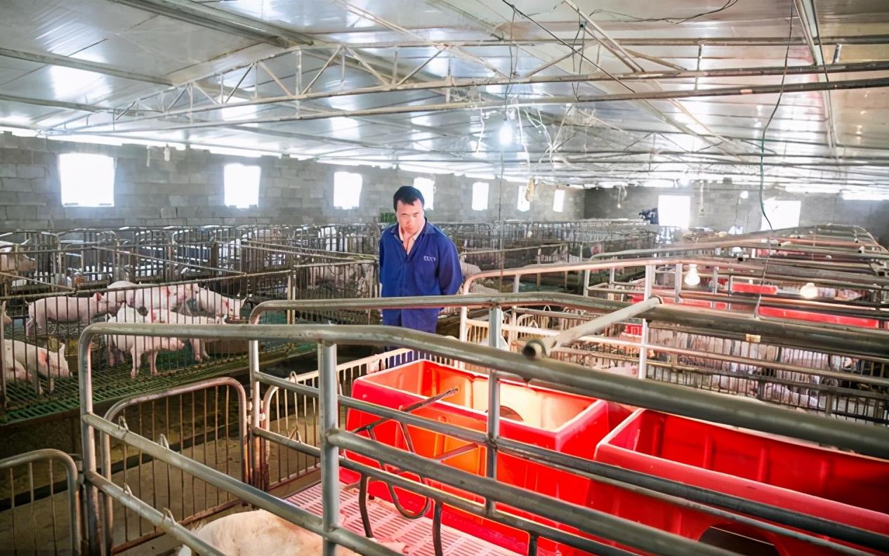 11123个规模猪场已投产!一味地引导规模化养殖真的可行吗?