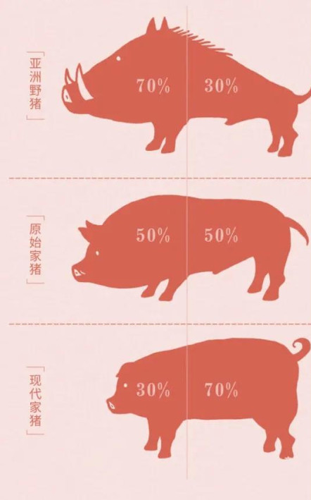 猪的演变过程图片