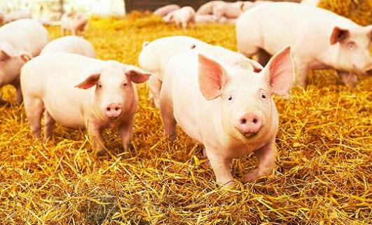 9月25日全国土杂猪生猪价格行情涨跌表，猪价连跌，再涨无望？