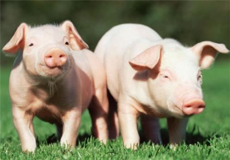 9月25日全国外三元生猪价格表，猪市行情持续“萎靡”，但10月或有上涨！