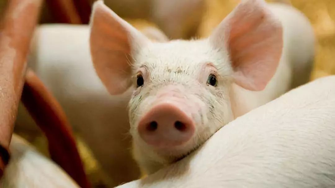 9月26日全国10公斤仔猪价格表，广东省仔猪价格涨回？局部有2000元/头的报价！