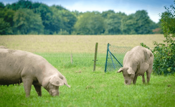 牡丹江年出栏500头以上生猪养殖企业可享受贷款贴息补助政策