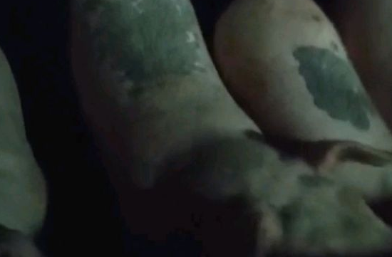 种猪
