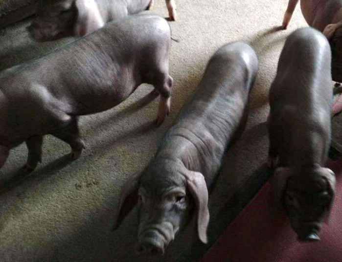 种猪