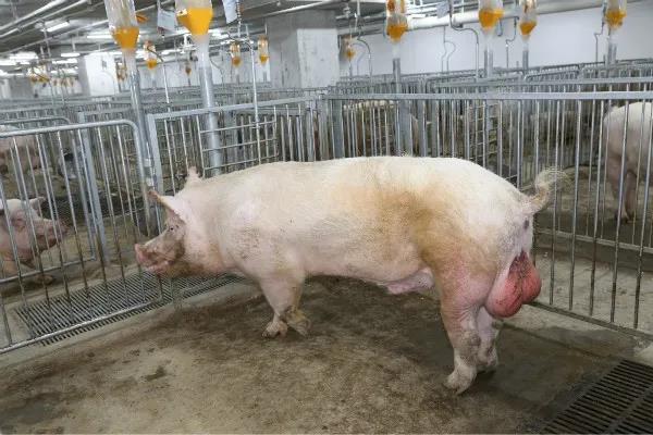 猪精百科：种公猪的繁殖障碍有哪些？
