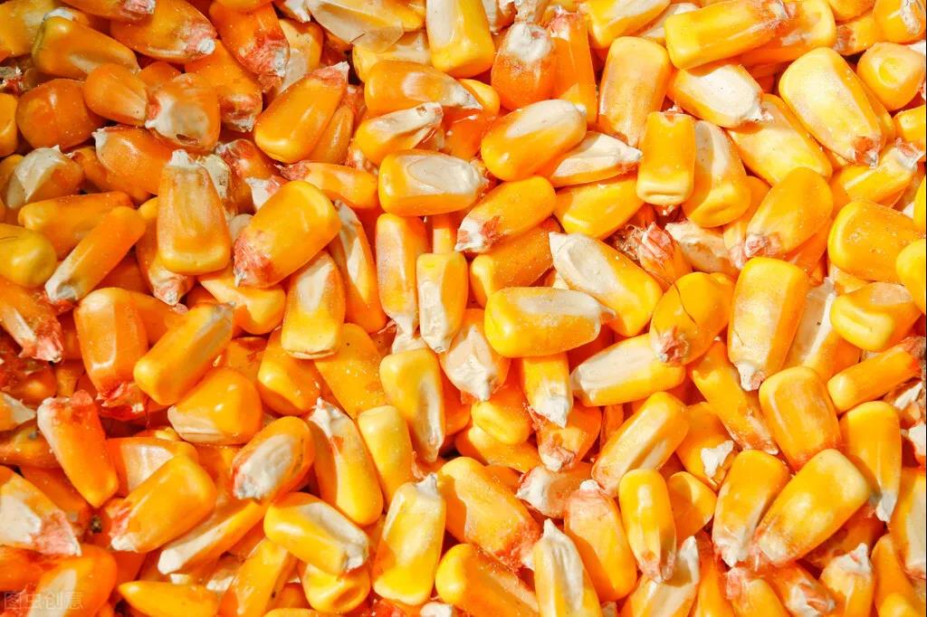 玉米：国家主动给涨价了！