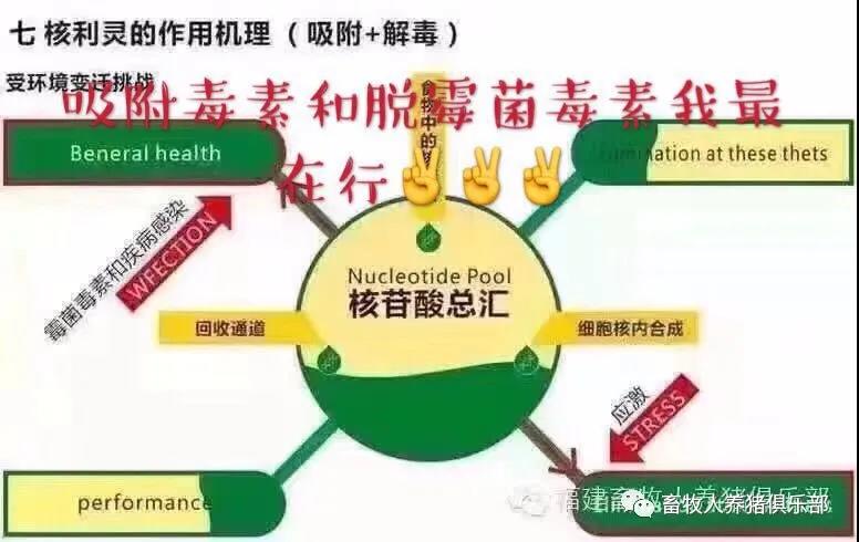 妊娠母猪到底该采取哪种饲喂方式？