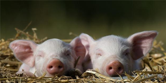 9月29日全国20公斤仔猪价格表，内三元的仔猪价格已经跌至1200元/头！