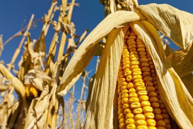 双节前玉米价格再次大涨 市场掀起囤粮热潮