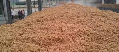 酒糟可以喂猪吗？酒糟喂猪有讲究，长期食用易患营养缺乏症