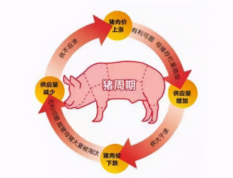猪周期