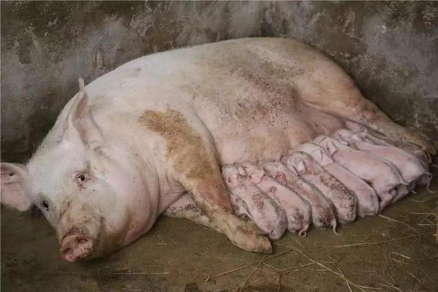 母猪