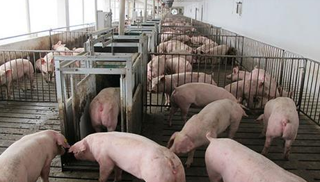 农业农村部：有信心实现全年生猪产能基本恢复到接近常年水平