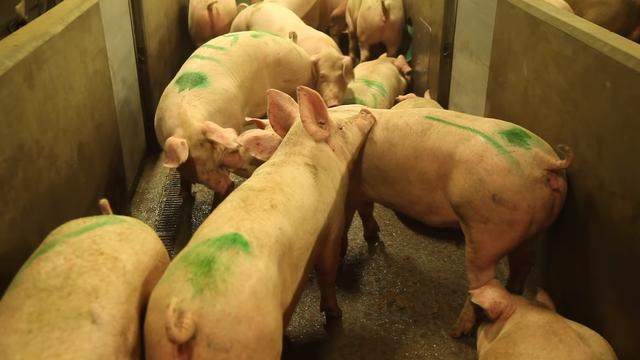 掌握猪“芯片”！丹麦1年对华出口超21万吨猪肉，有何养猪秘诀？