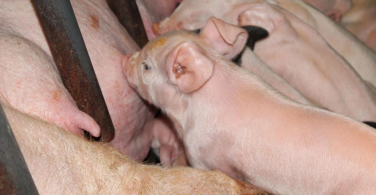 初胎母猪对初胎母猪影响的综合考虑