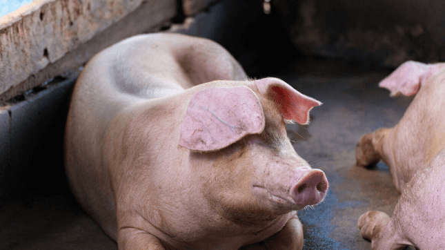 山东生猪生产供应恢复形势持续向好 能繁母猪恢复至2017年水平的78%。
