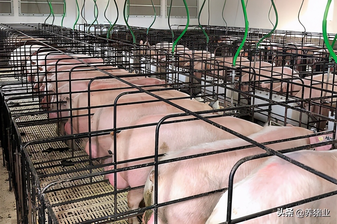 巴西养猪业一直没有非瘟蓝耳腹泻等病eqc起关键
