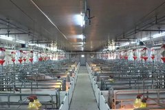 王中：集团养猪发展战略的八字诀（3）