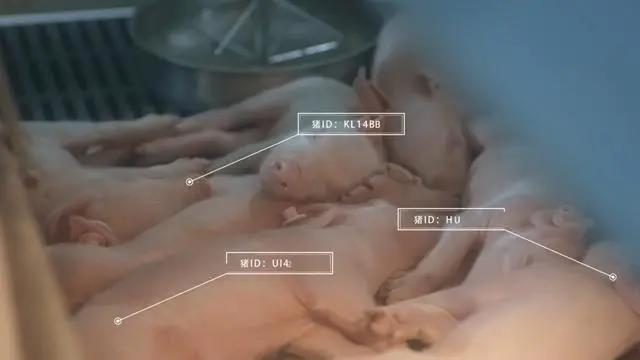 跨界养猪如何利用高科技