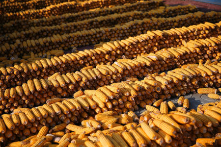10月9日饲料原料价格：种粮不易，玉米豆粕一起携手上涨！
