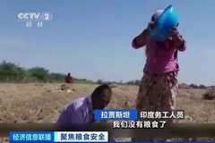 震惊！2020全球粮慌，但养猪中的粮食浪费却如此惊人！
