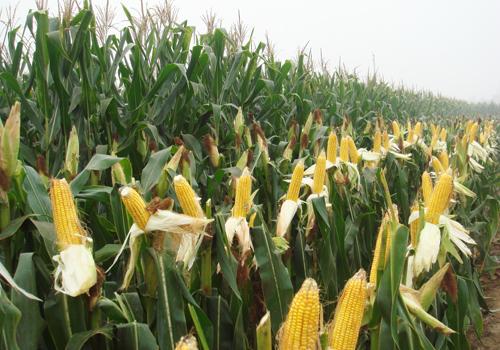 玉米价格屡创新高！还能有多大上涨空间呢？