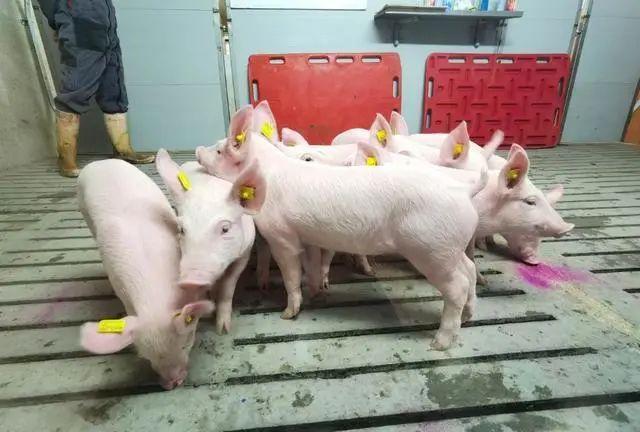 四川引进的法国原种猪